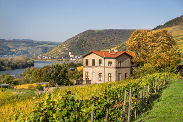 Herbst im Mittelrheintal Weinbau