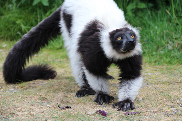 Black-and-white ruffed lemur in a zoo in france