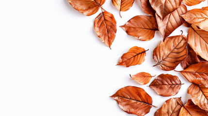 Brown leaves isolated on a white background with copy space.