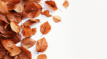 Brown leaves isolated on a white background with copy space.