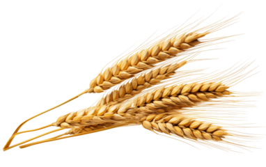 Two Ears of Wheat. Two ripe ears of wheat are displayed. Each ear features golden grains tightly packed in the husks. The wheat stems are slender and delicate, contrasting with the stark backdrop.