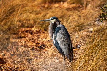 Great Blue Heron