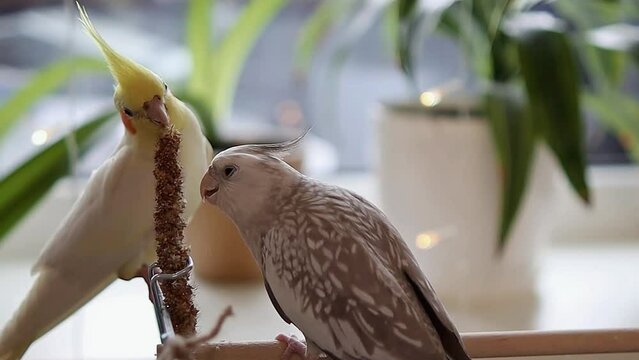 Cockatiel parrots.Funny parrots.Cockatiel pets.Bird with a crest.Cute animal.Funny bird.Cockatiel.Parrots are playing.
Caring for pets.Birds.Animals.Cute cockatiel.Home pet parrot.The best birds.