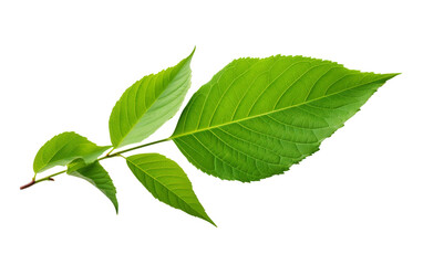 Fototapeta premium Close Up of a Green Leaf. A detailed close up view of a vibrant green leaf. The leaf showcases intricate veins and textures, creating a striking contrast against the clean, minimalist backdrop.