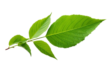 Close Up of a Green Leaf. A detailed close up view of a vibrant green leaf. The leaf showcases intricate veins and textures, creating a striking contrast against the clean, minimalist backdrop.