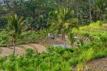 Beautiful green rice fields in the countryside. Rice plantation. Rice farming in Indonesia