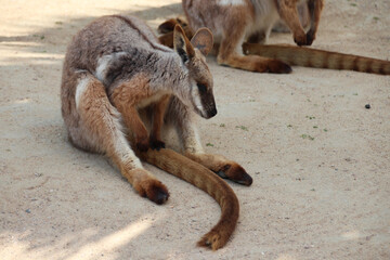 wallaby in a zoo in france