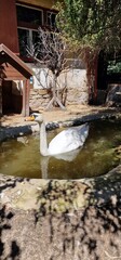 Fototapeta na wymiar swans cygnus olor at small puddle in rescue station bohemia czech republic 