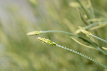 Lavender Platinum Blonde flower buds