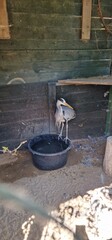 The grey heron (Ardea cinerea) is a large wading bird that is native to Europe, Asia, and parts of...