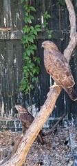 common buzzard (Buteo buteo) is a medium-to-large bird of prey which has a large range. It is a...