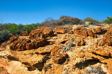 Skolithos trace fossils in Tumblagooda Sandstone, Kalbarri, Western Australia. These cylindrical...