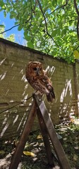Strix aluco  tawny owl or brown owl medium-sized owl that is often found in European woodlands and forests round face with dark markings that resemble eyebrows and give it a distinct facial appearance