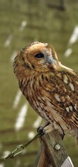 Strix aluco  tawny owl or brown owl medium-sized owl that is often found in European woodlands and forests round face with dark markings that resemble eyebrows and give it a distinct facial appearance