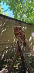Strix aluco  tawny owl or brown owl medium-sized owl that is often found in European woodlands and forests round face with dark markings that resemble eyebrows and give it a distinct facial appearance