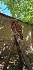 Strix aluco  tawny owl or brown owl medium-sized owl that is often found in European woodlands and forests round face with dark markings that resemble eyebrows and give it a distinct facial appearance