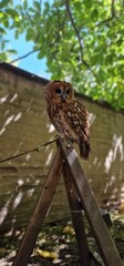 Strix aluco  tawny owl or brown owl medium-sized owl that is often found in European woodlands and forests round face with dark markings that resemble eyebrows and give it a distinct facial appearance