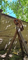 Strix aluco  tawny owl or brown owl medium-sized owl that is often found in European woodlands and forests round face with dark markings that resemble eyebrows and give it a distinct facial appearance
