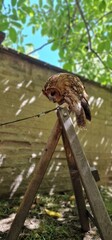 Strix aluco  tawny owl or brown owl medium-sized owl that is often found in European woodlands and forests round face with dark markings that resemble eyebrows and give it a distinct facial appearance