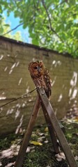 Strix aluco  tawny owl or brown owl medium-sized owl that is often found in European woodlands and forests round face with dark markings that resemble eyebrows and give it a distinct facial appearance