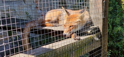 Fox in the ZOO red fox  largest of the true foxes and one of the most widely distributed members of...