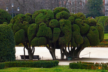 Zypressen im Retiro-Park in Madrid