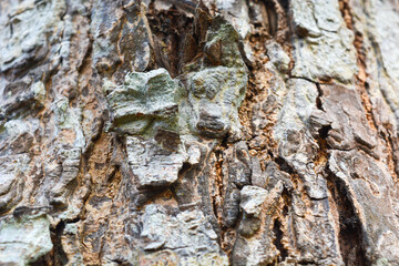 Close up of the texture formed from bamboo arranged parallel to form a background pattern