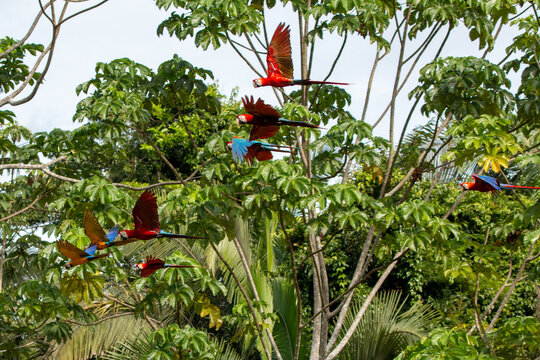 nature of peru: macaws in the rainforest