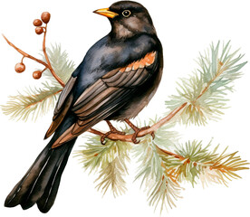 Watercolor Red winged Blackbird sitting on the pine tree. Illustration