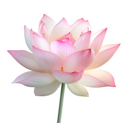 pink lotus isolated on transparent background