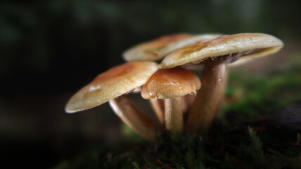 Hypholoma capnoides