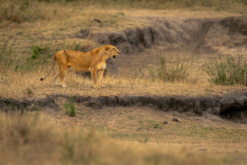 Lioness stands by dry waterhole opening mouth