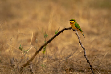 Little bee-eater on curved branch in savannah