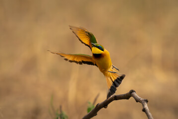 Little bee-eater takes off from curved twig