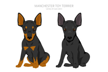 Manchester toy terrier puppy clipart. Different poses, coat colors set