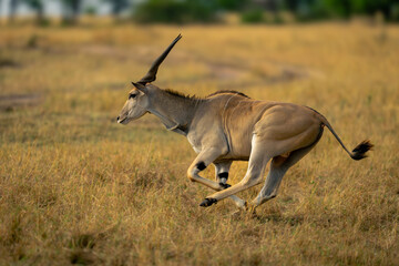 Male common eland crosses savannah near track