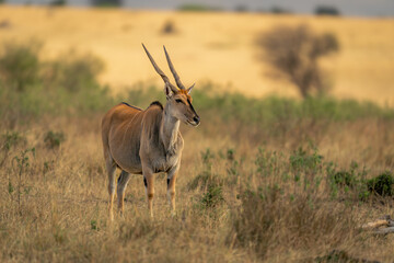 Naklejka na ściany i meble Male common eland stands among low bushes