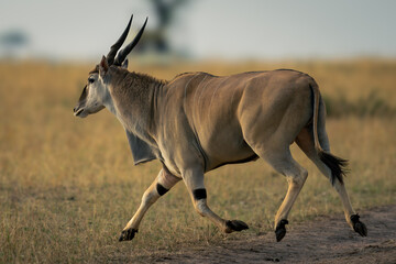 Male common eland gallops across dirt track