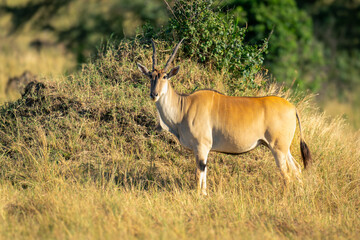 Naklejka na ściany i meble Male common eland stands beside termite mound