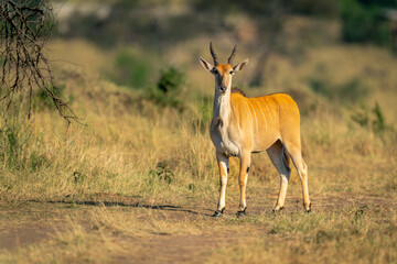 Male common eland stands on grassy track - Powered by Adobe