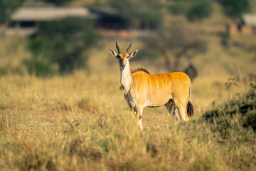 Naklejka na ściany i meble Male common eland stands near termite mound