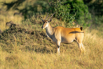 Naklejka na ściany i meble Male common eland stands by termite mound
