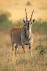 Naklejka na ściany i meble Male common eland stands staring towards camera
