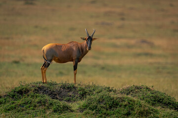 Male topi stands on mound turning head