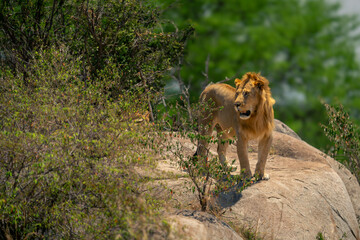 Male lion stands on rock turning head