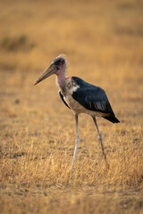 Marabou stork crosses short grass in savannah