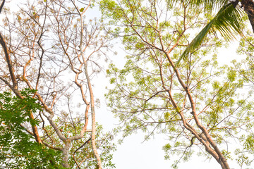 View from above of the back garden with beautiful potted ornamental flower plants for home decoration