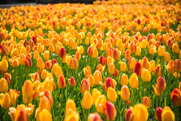 Ottawa, Canada - May 14 2023: Beautiful tulip gardens in Montreal Botanical garden