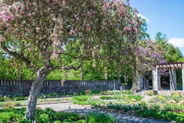 Montreal, Canada - May 14 2023: Blossom colorful flowers in Montreal Botanical Garden in spring