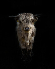 portrait of a Scottish Highland Cow (Bos taurus)